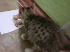 Бенгальская кот объявление продам