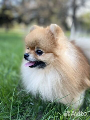 Шпиц для вязки