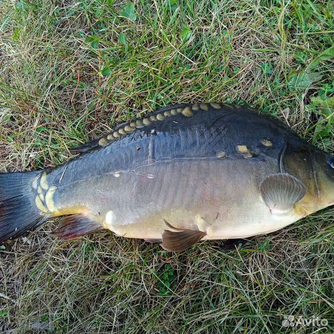 карпы авито