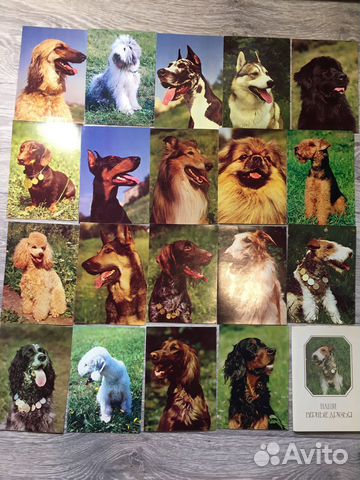Открытки Наши верные друзья Собаки 19 из 20, 1987