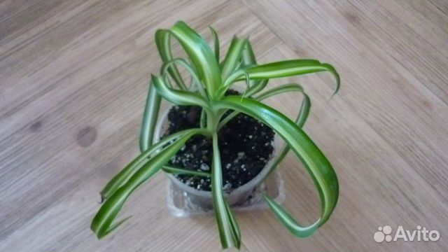 Хлорофитумы капские и бичетти редкие