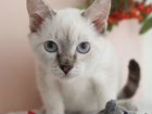 Тайский котёнок подросток Пряник 6 месяцев в дар