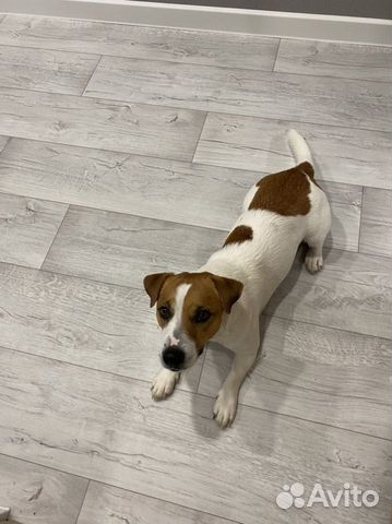 Джек рассел терьер на вязку