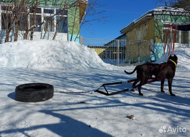 Ездовая амуниция на заказ