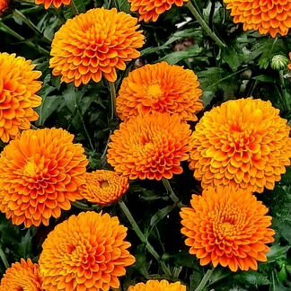 Хризантемы