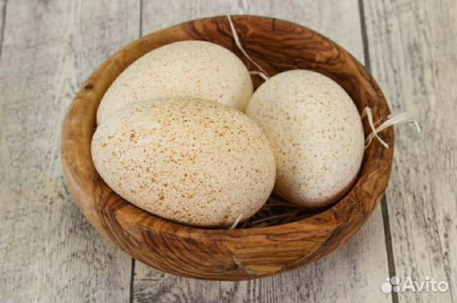 Яйцо индейки инкубационное