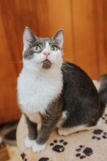 Кошка Мушка