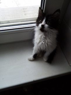 Пушистая воображуля