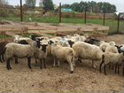 Продам овец, ярки, ягняты, баранов разных пород Оп