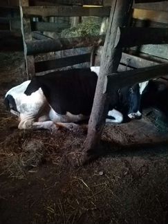 Корова дойная молочная - фотография № 2