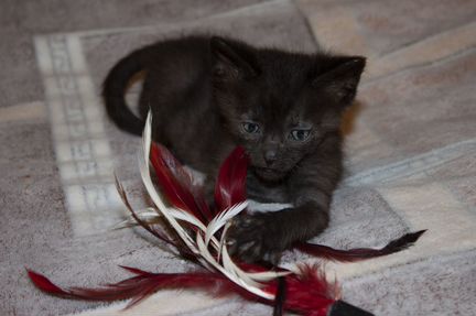 Котенок, мальчик, 2 месяца