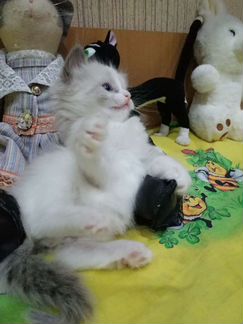 Куклы мальчики