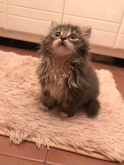 Отдам кошечкy