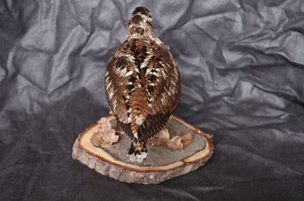 Чучело птицы вальдшнепа