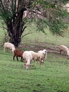 Овцы матки - фотография № 2