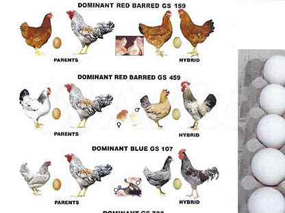 Чешский доминант куры. Содержание кур доминант. Доминант плимутрок. Доминант 902 порода кур. Доминант д849.