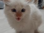 Котята помесь Сингапурской кошки и белого кота в д