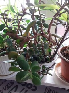 Денежное дерево-Толстянка и кислица цветы