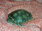Красноухая черепаха в добрые руки объявление продам