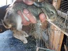 Кролики породы Фландр и не только объявление продам