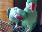 Продажа попугаев породы Александрийские
