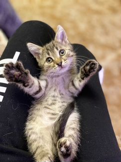 Котенок девочка