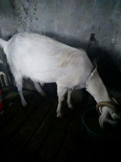 Продам дойных коз и заанонубийских козочек - фотография № 9