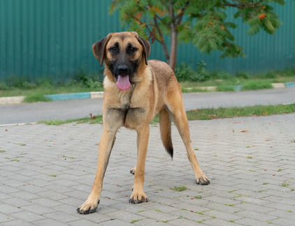 Весёлый ушастик в добрые руки