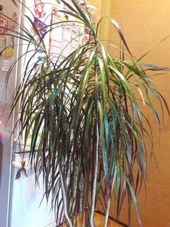 Драцена растение