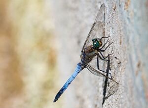 Olympus ED 100-400mm f/5-6.3 IS Pro M.Zuiko