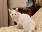 Котенок от ангорской кошки, 2.5 мес, девочка