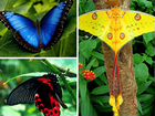 Тропические бабочки объявление продам