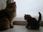 Котята из питомника Сибирской кошки, антиаллерген объявление продам