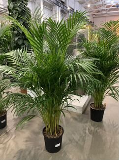 Пальма хризалидокарпус арека 170 см