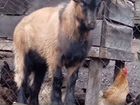 Продам пятимесячного чешского козла