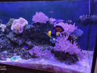 Морской аквариум 380 литров объявление продам