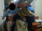 Кролы и кролихи фландр на племя объявление продам