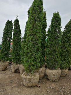 Морозостойкие туи для участка