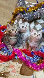 Шотландские котята