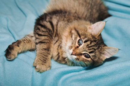 Кот Люцик