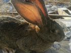 Крольчиха породы фландр объявление продам