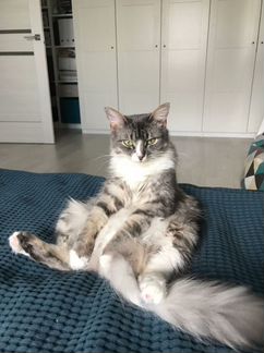 Жижа. Самая лучшая кошка на свете:)