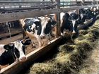 Продажа крс фуражных коров нетелей молодняка объявление продам