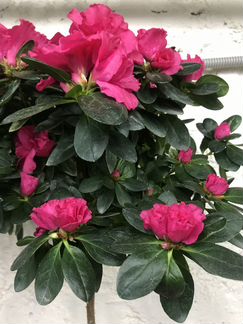 Рододендрон