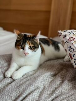 Кошка в добрые руки