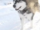 Собачья шерсть вычесанная(аляскинский маламут) объявление продам