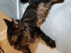 Мейн-кун -кошка 5,8 кг стерелизована