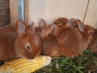 Кролики новозеладские красные объявление продам