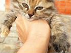 Котенок в добрые руки объявление продам