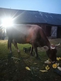 Корова на молоко - фотография № 2
